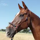 Výcviková ohlávka Marjoman (typ kapsun)